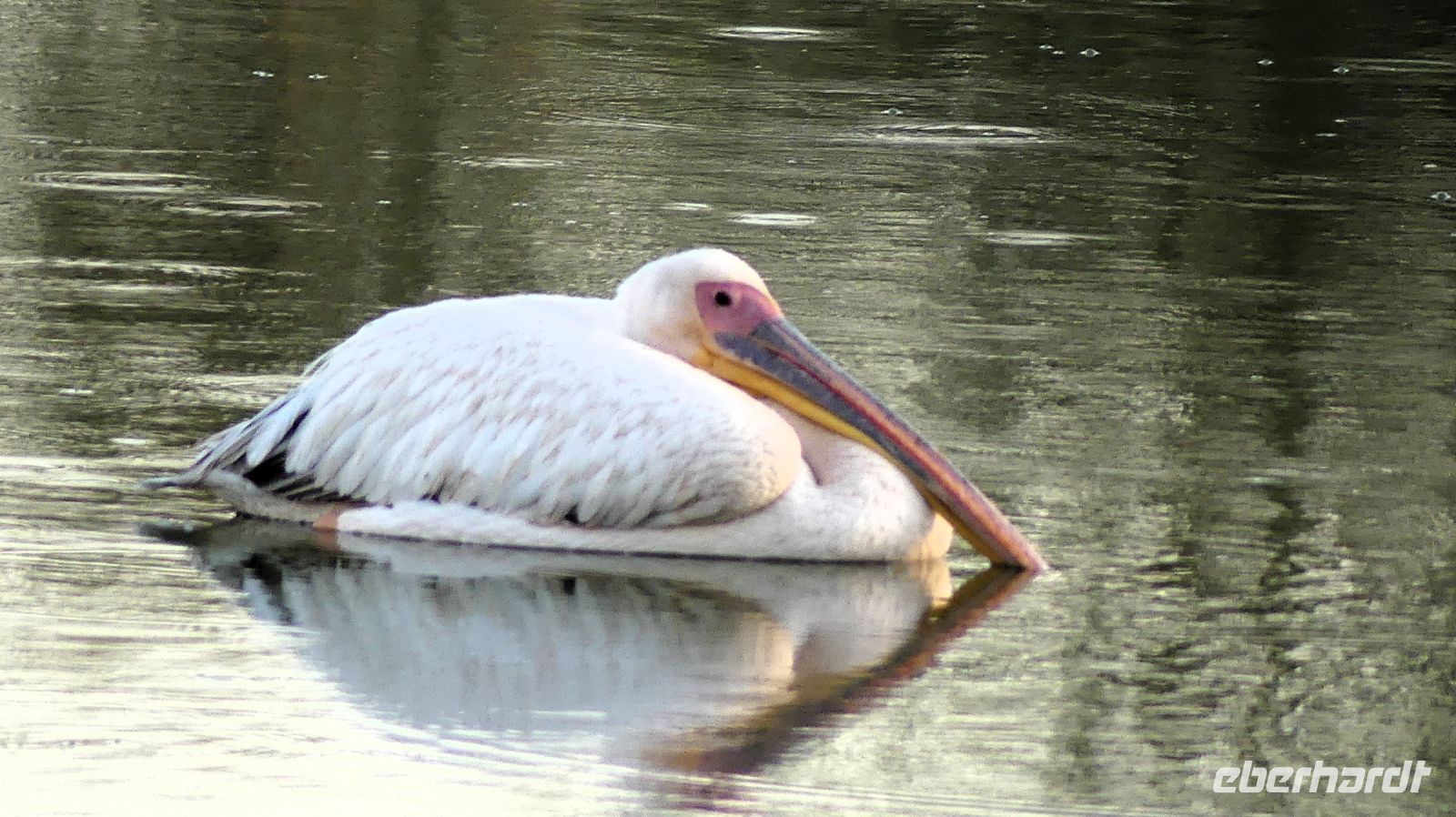 Namibia - Mount Etjo Safari Lodge - Herr Pelikan