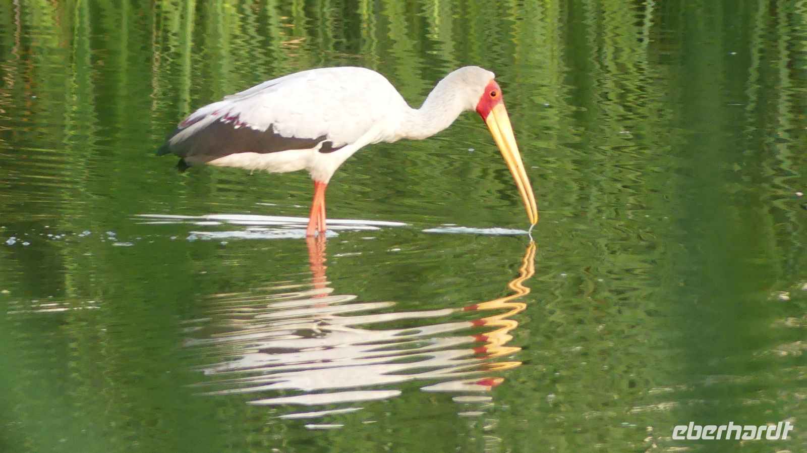 Namibia - Mount Etjo Safari Lodge - Nimmersatt