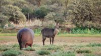 Namibia - Mount Etjo Safari Lodge - junges Hippo und Wasserbock