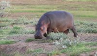 Namibia - Mount Etjo Safari Lodge - kleines Hippo