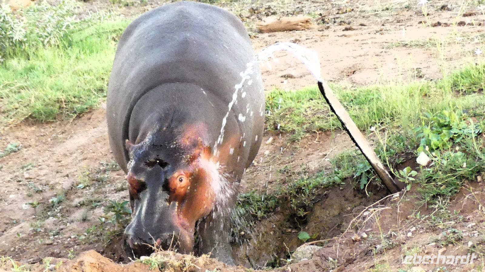Namibia - Mount Etjo Safari Lodge - Hippo beim Duschen