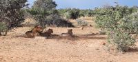 Namibia - Nature Drive am Mount Etjo - Familie Löwe relaxt und satt