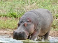Namibia - Mount Etjo Safari Lodge