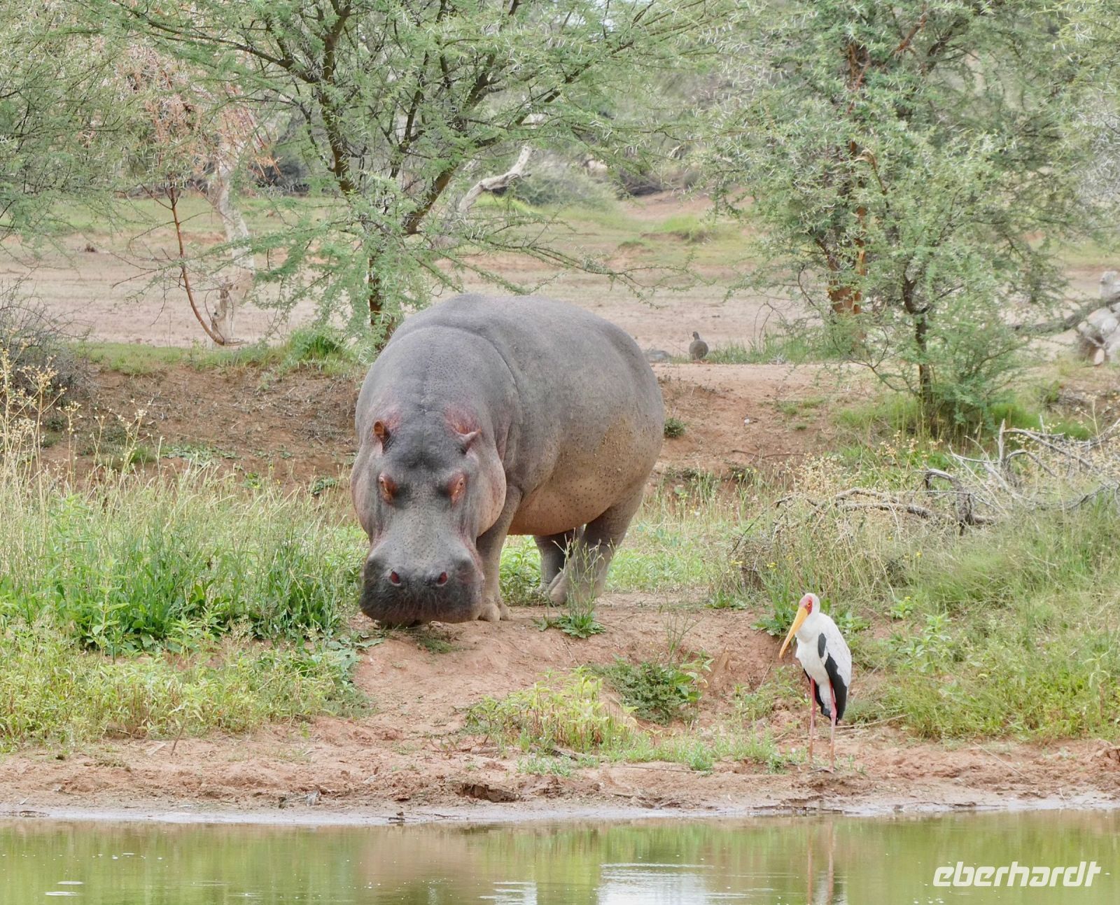 Namibia - Mount Etjo Safari Lodge