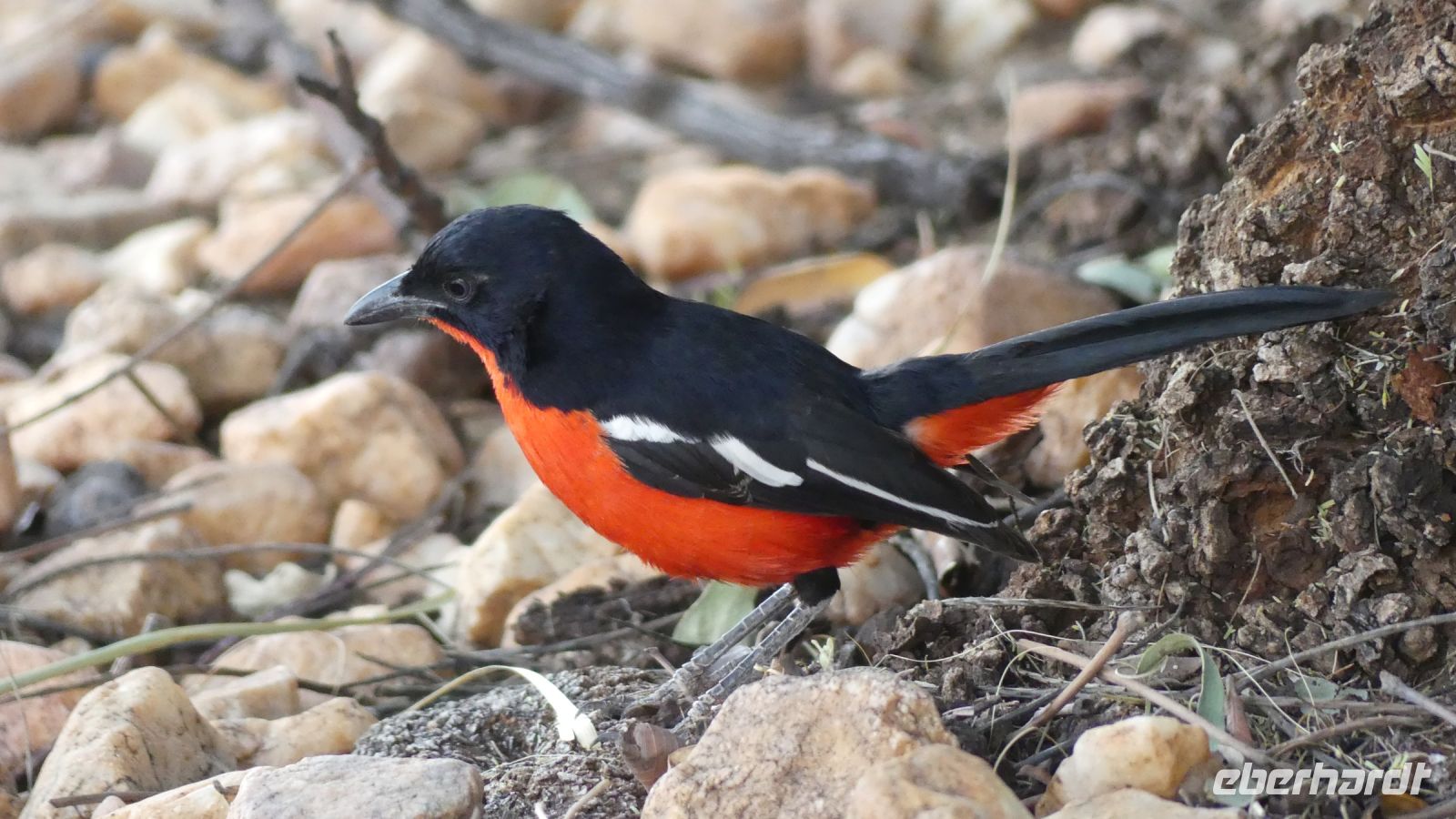Namibia - Rotbauchwürger
