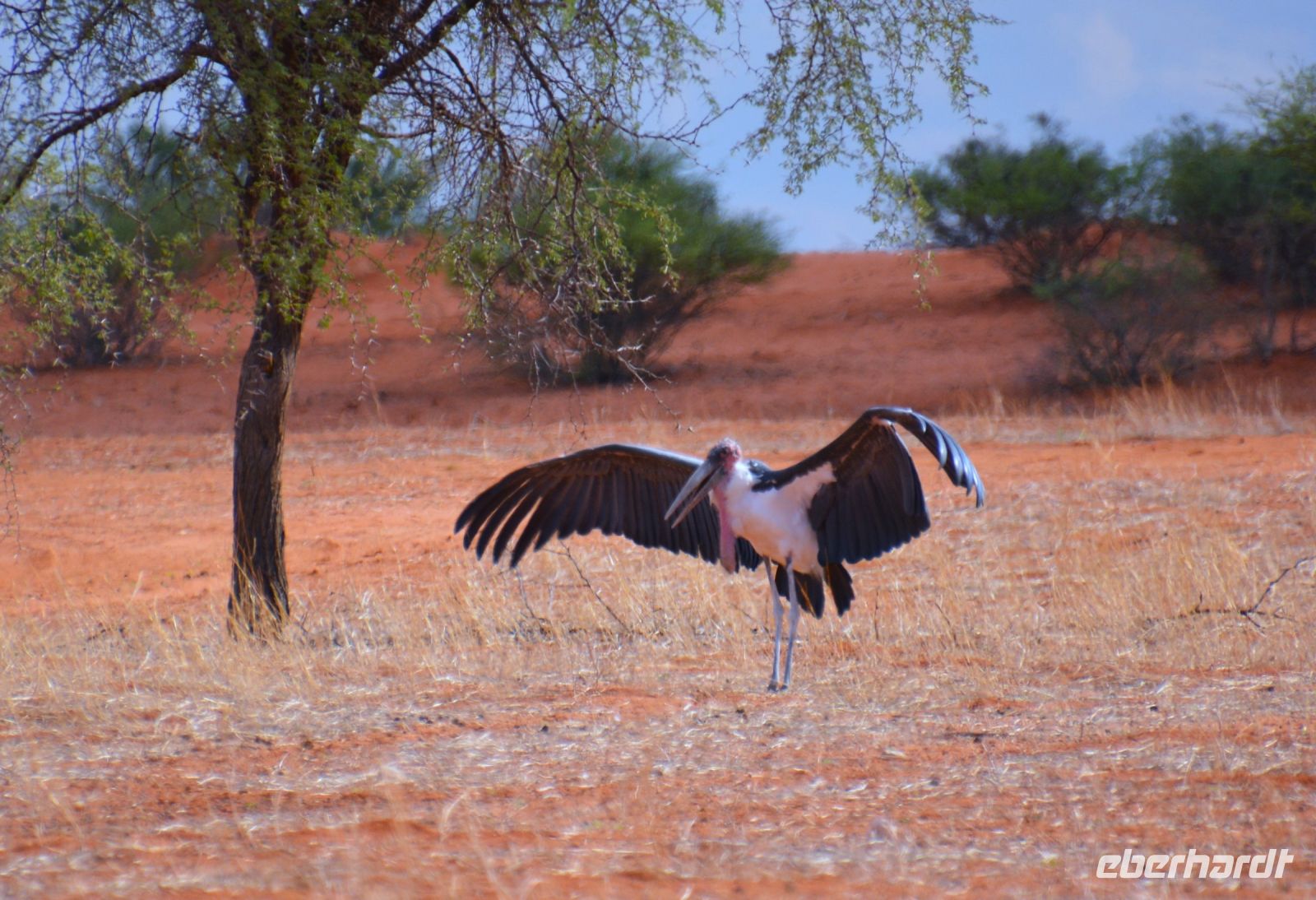 ein Marabout spreizt sein Gefieder in der Kalahari Abib Lodge