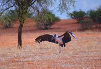 ein Marabout spreizt sein Gefieder in der Kalahari Abib Lodge
