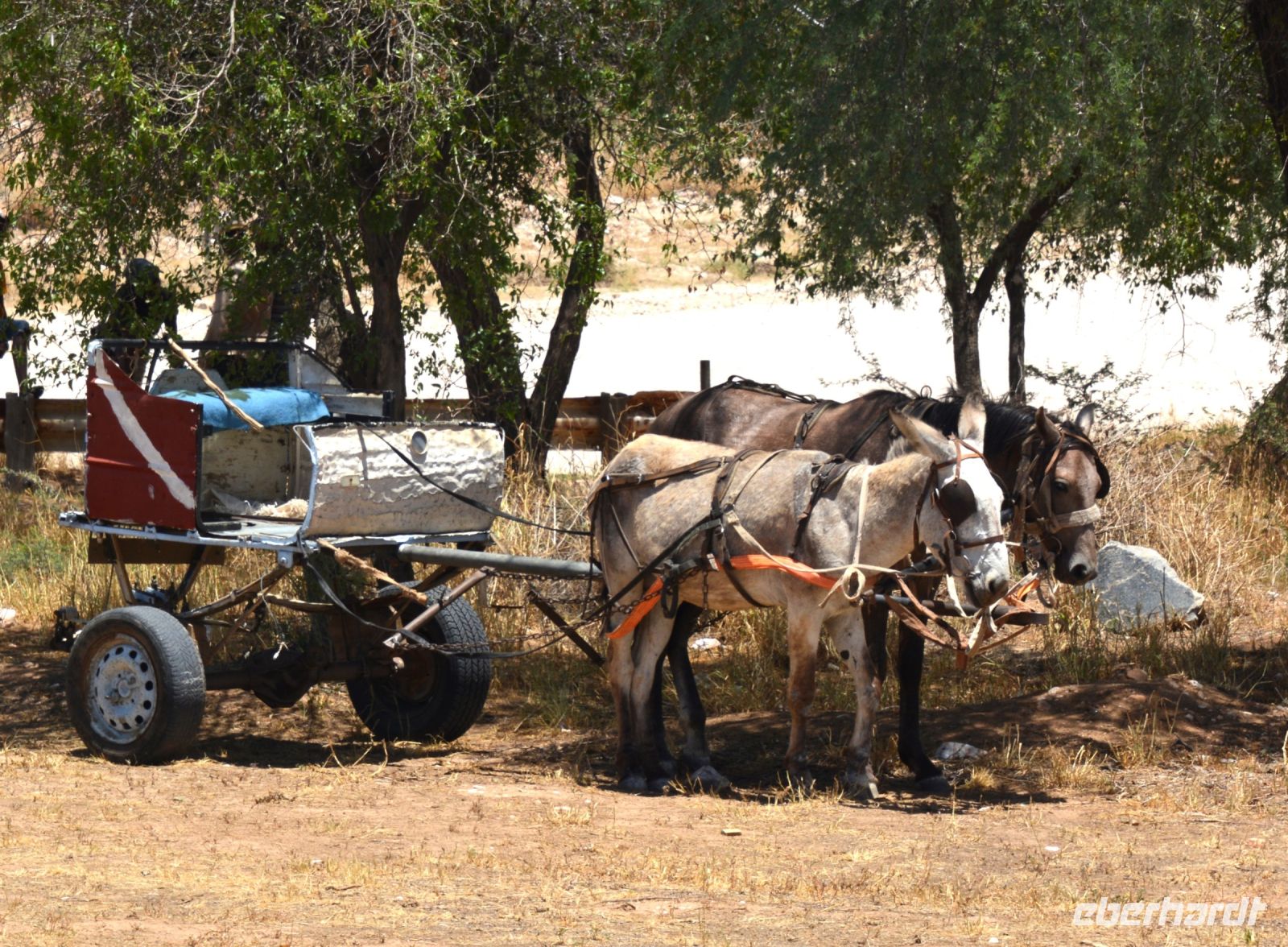 ein Kalahari-Ferrari mit Esel und Pferd