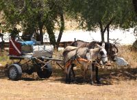 ein Kalahari-Ferrari mit Esel und Pferd