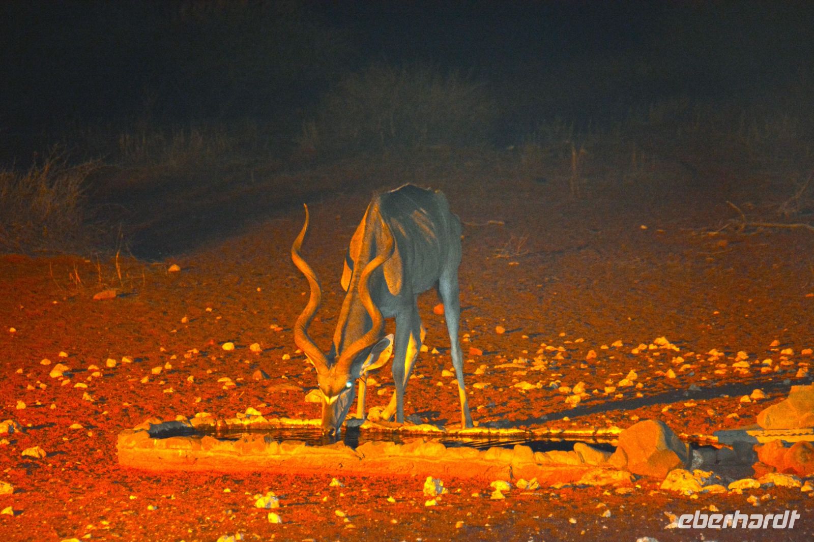 Besuch eines Kudus im Licht des Wasserlochs der Anib Lodge