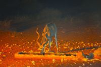 Besuch eines Kudus im Licht des Wasserlochs der Anib Lodge