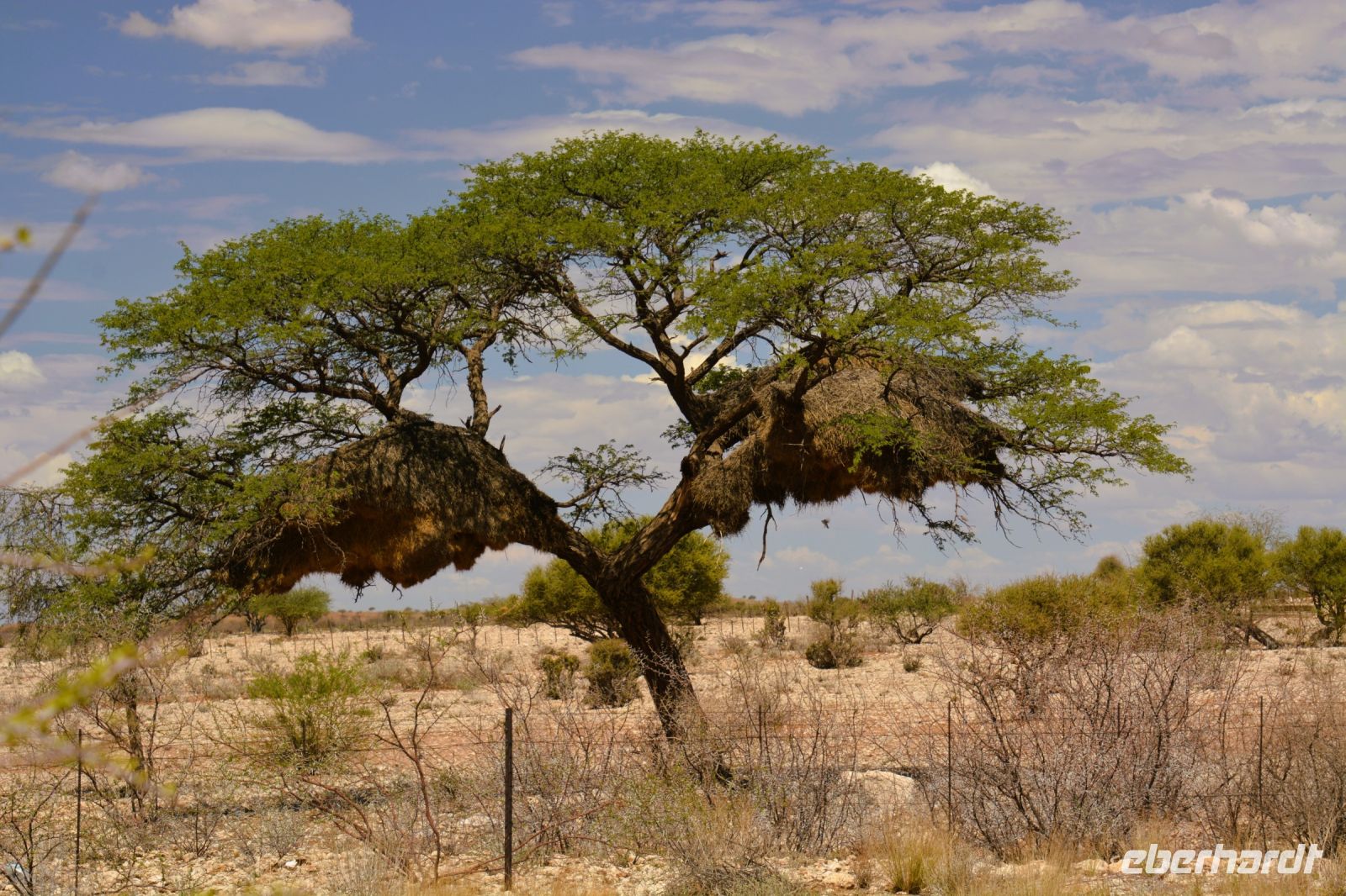 Kalahari - Nester der Webervögel