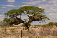 Kalahari - Nester der Webervögel
