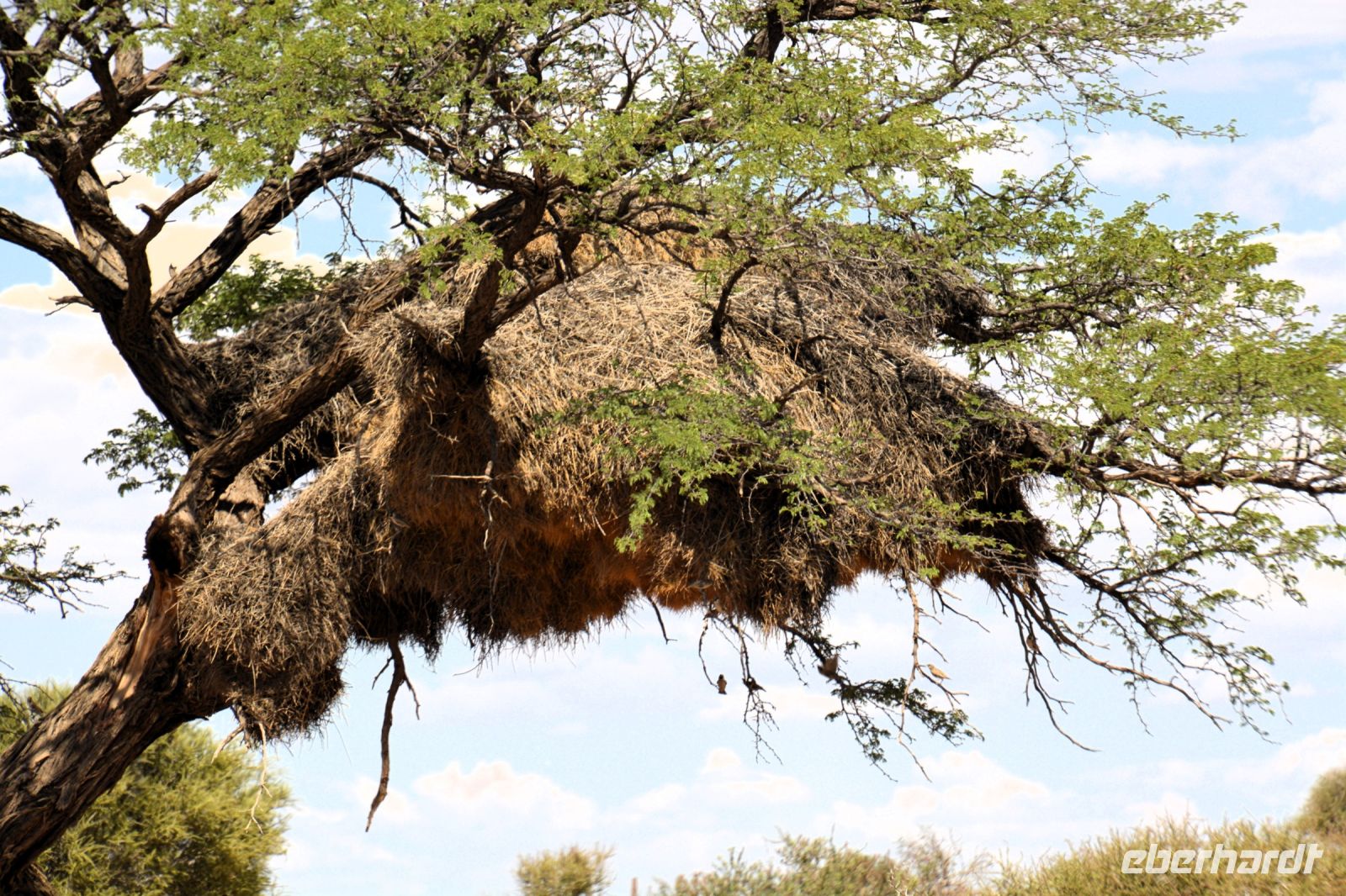Kalahari - kunstvolles bewohntes Nest