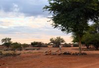 auf dem Weg zur Arbeit in der Kalahari Abib Lodge