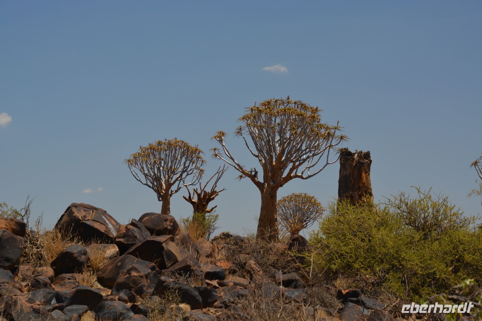 die ersten Köcherbäume eine Aloenart