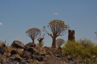 die ersten Köcherbäume eine Aloenart