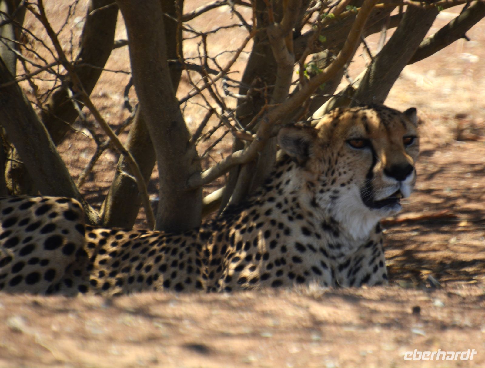 ein Gepard im Schatten