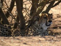 ein Gepard im Schatten