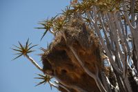 Webervogelnest im Köcherbaum