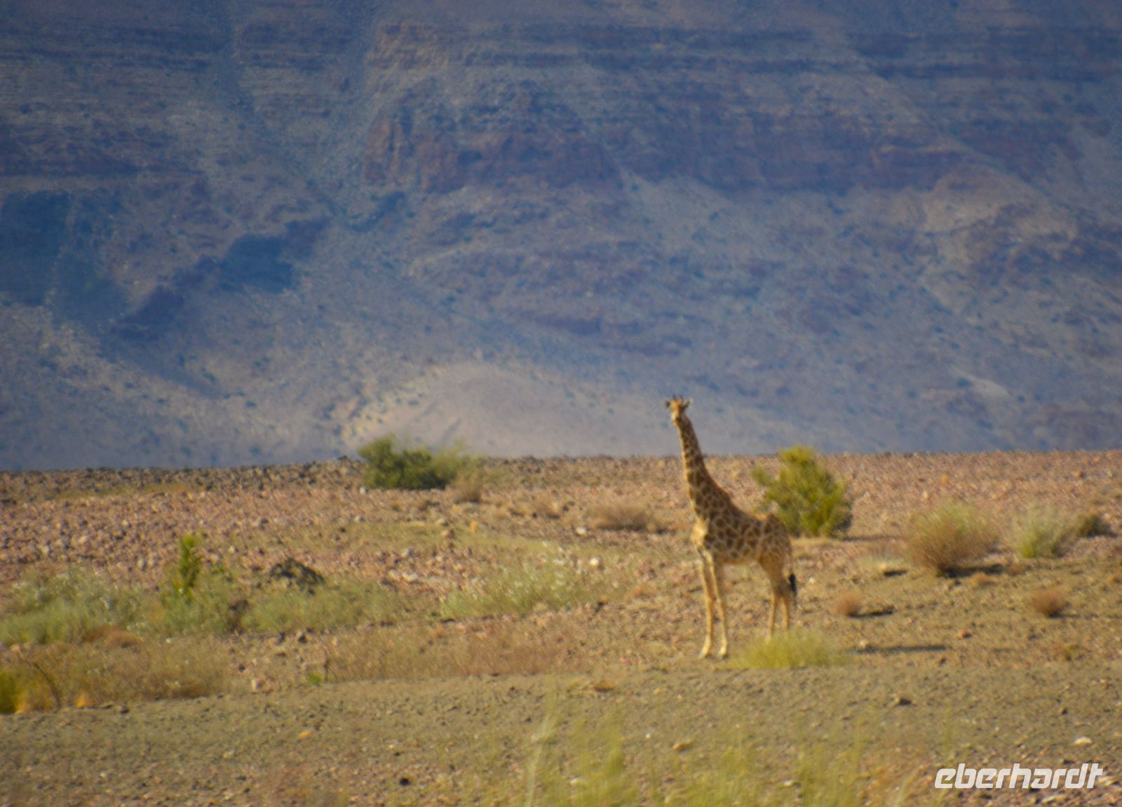 Guten Morgen: sagt die Giraffe im Gondwana Nature Park