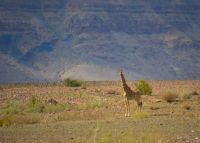 Guten Morgen: sagt die Giraffe im Gondwana Nature Park