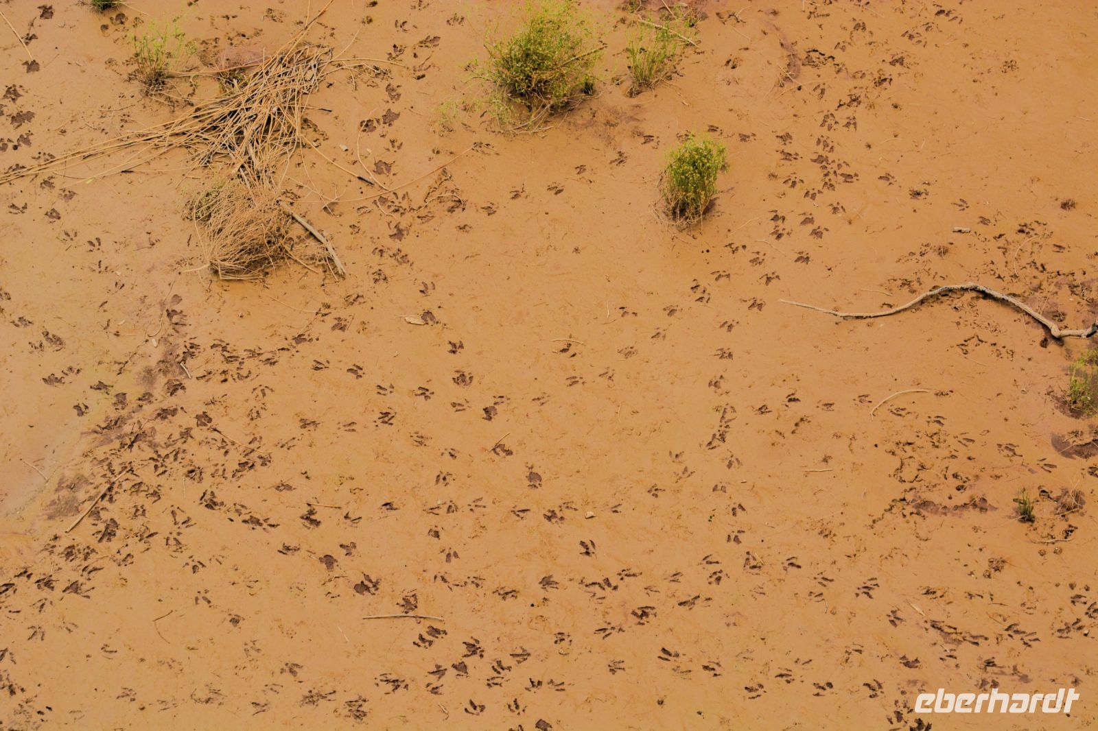 frische Spuren im lehmigen Sand des Fish River