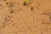 frische Spuren im lehmigen Sand des Fish River