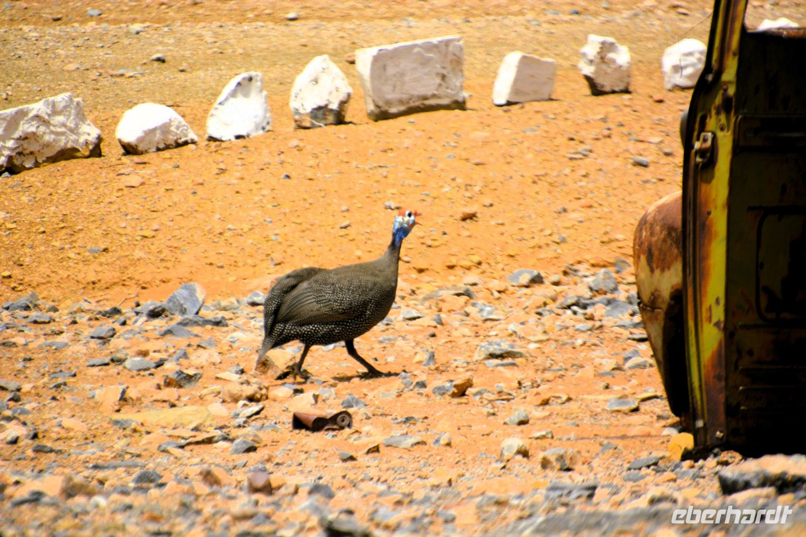ein Perlhuhn huscht vorbei
