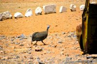 ein Perlhuhn huscht vorbei