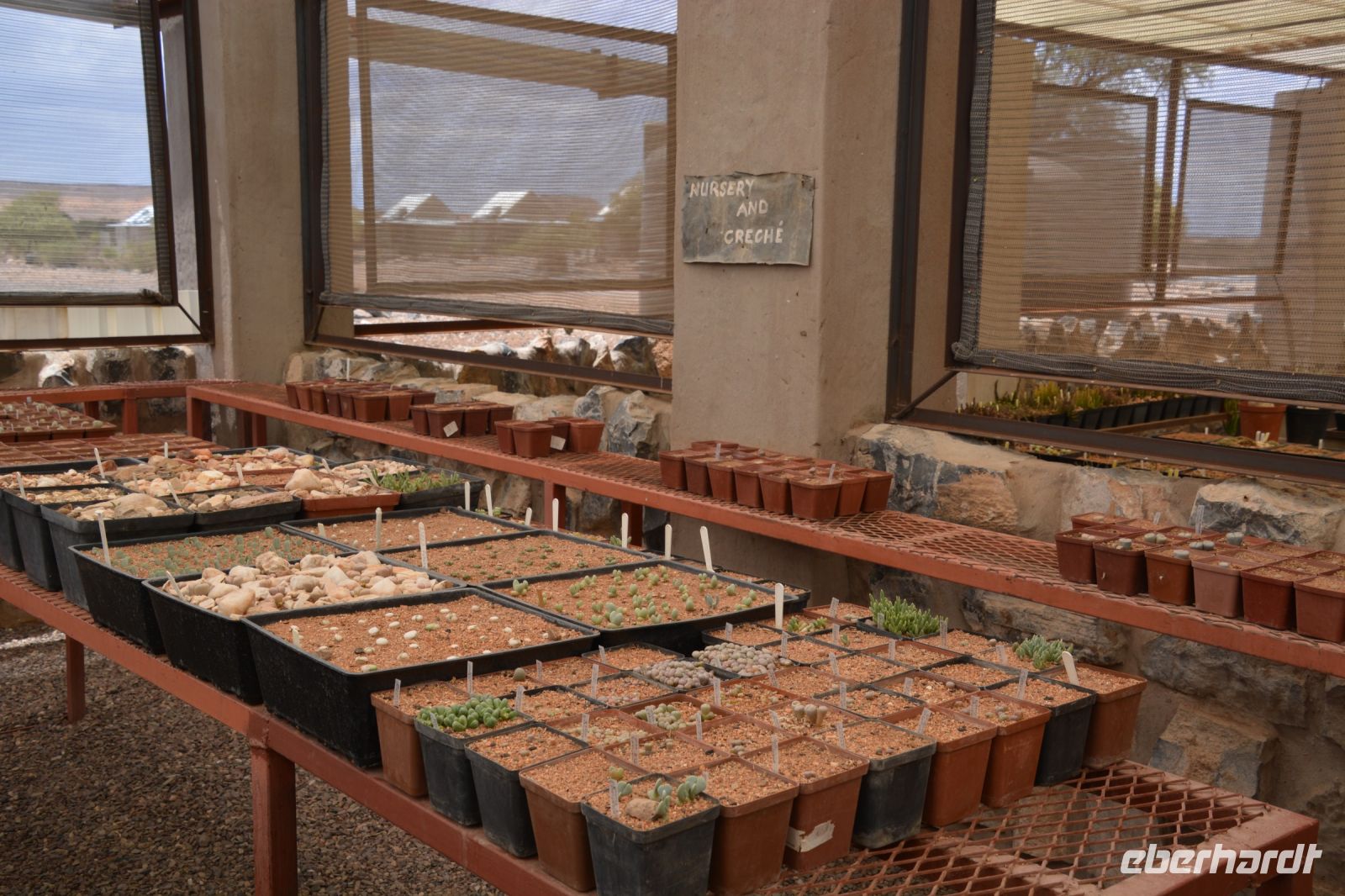 Lithops-Zucht im Gewächshaus der Hausherrin