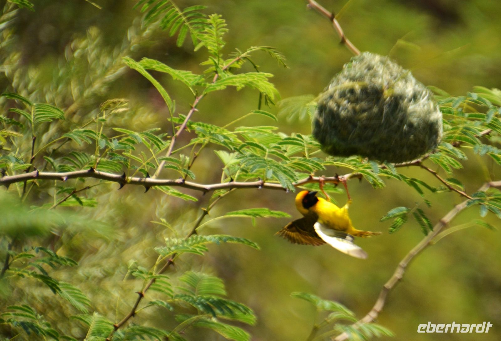ein Maskenweber an seinem Nest