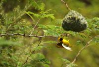 ein Maskenweber an seinem Nest