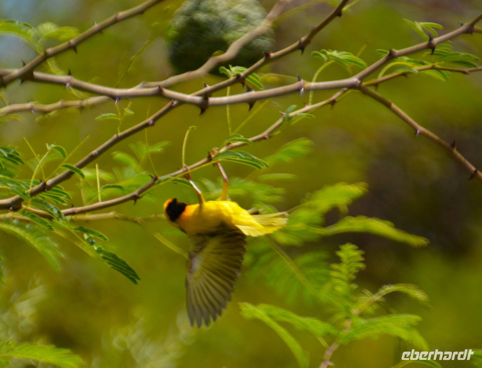 akrobatische Künste des Maskenwebers