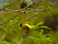 akrobatische Künste des Maskenwebers