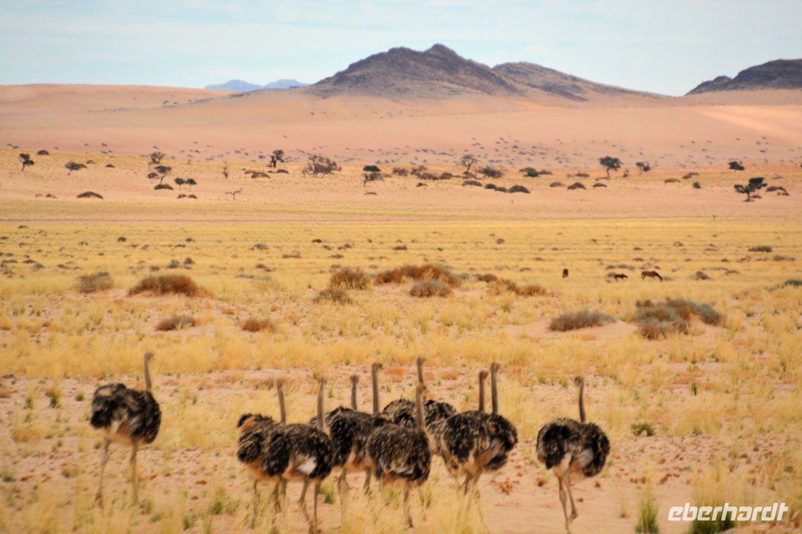 Strauße in der Ebene Richtung Aus