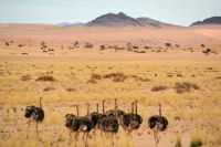 Strauße in der Ebene Richtung Aus