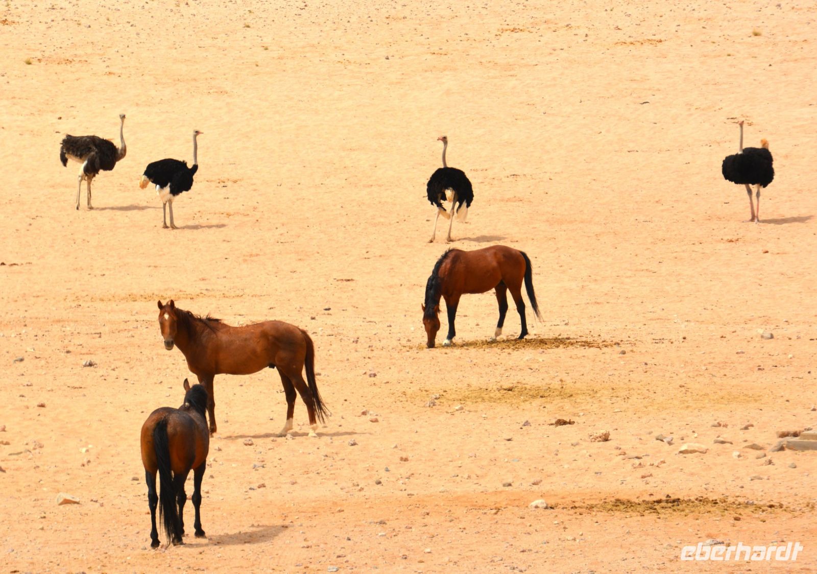 und Wildperde bei Garub