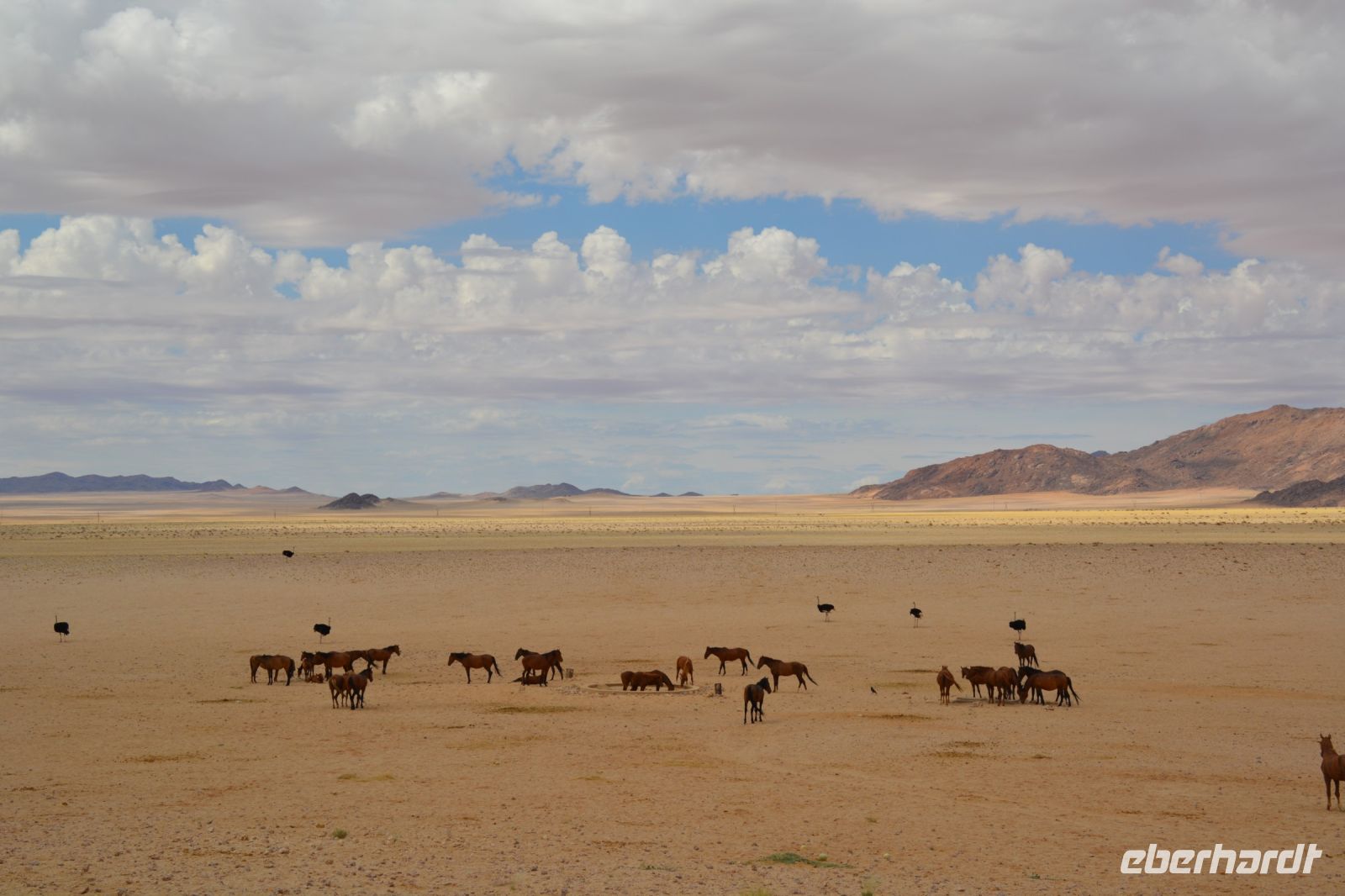 die Wildpferdepopulation hat sich erholt