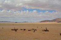 die Wildpferdepopulation hat sich erholt