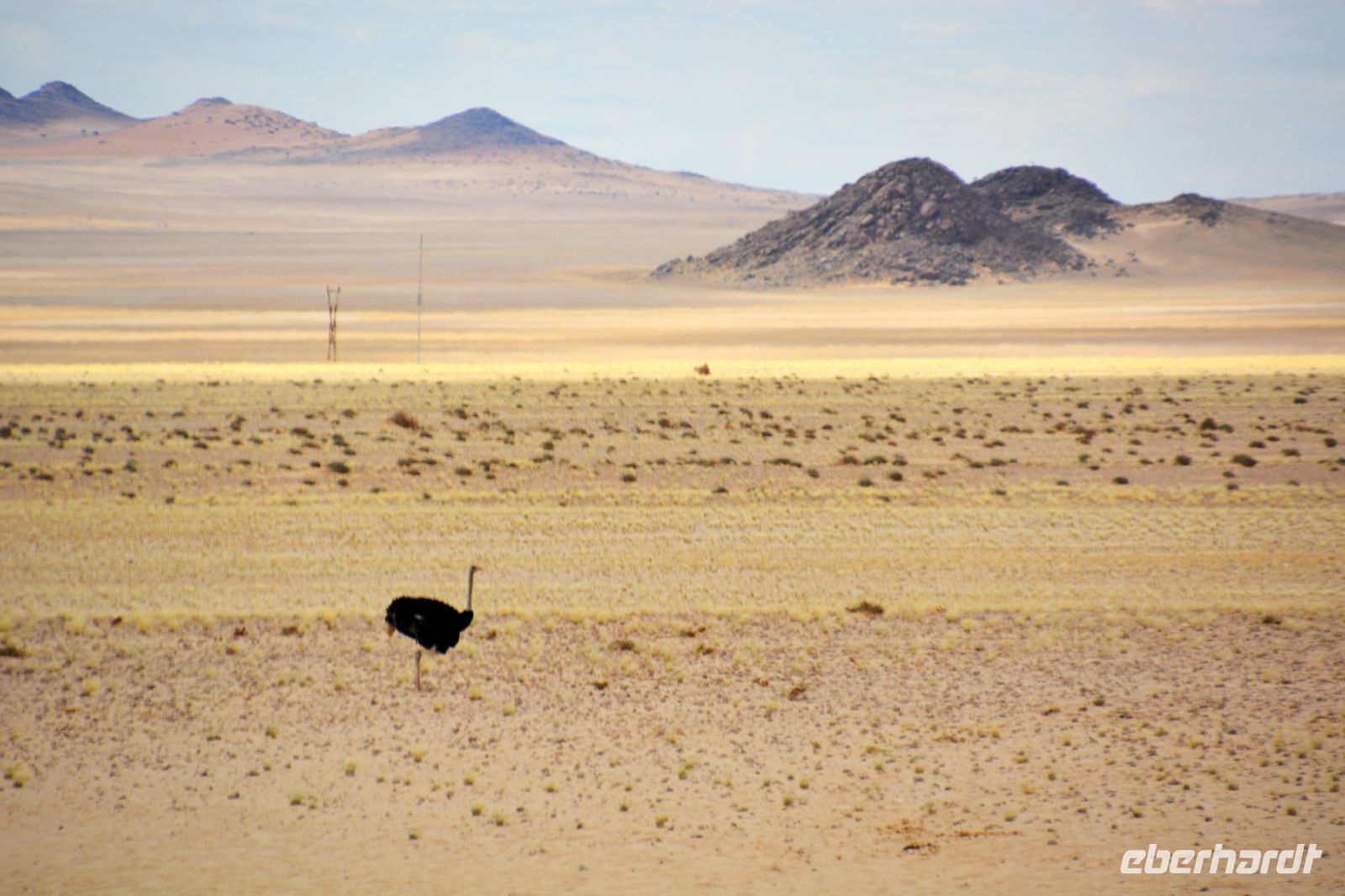 einsamer Strauß bei Garub