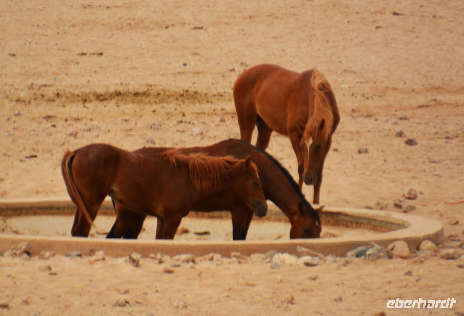 Wildpferde am Wasserloch von Garub