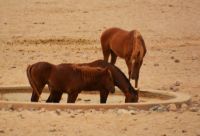 Wildpferde am Wasserloch von Garub