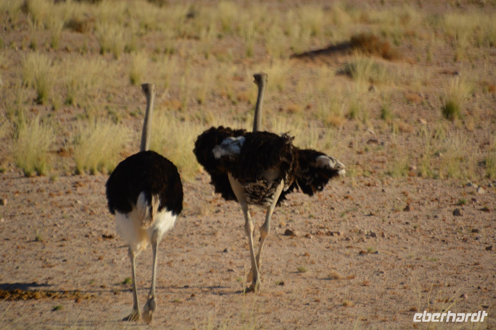 männliche Strauße am Morgen