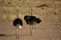 männliche Strauße am Morgen