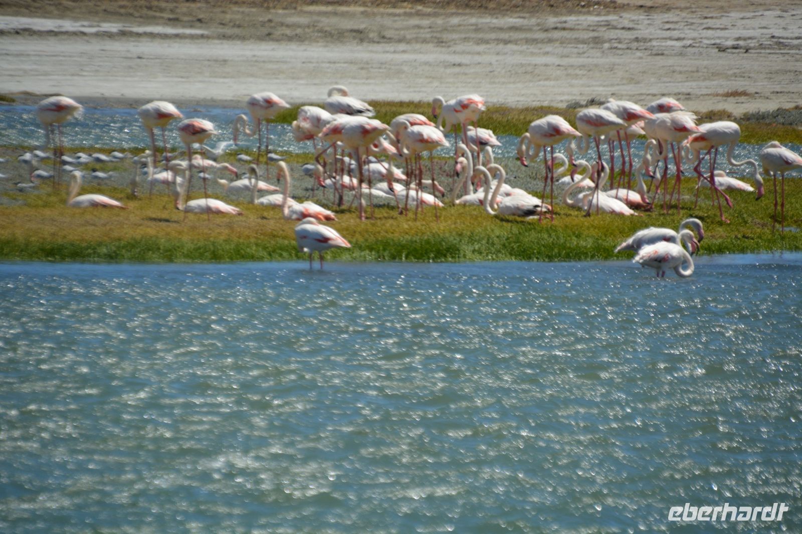 Flamingo Kolonie bei Lüderitz