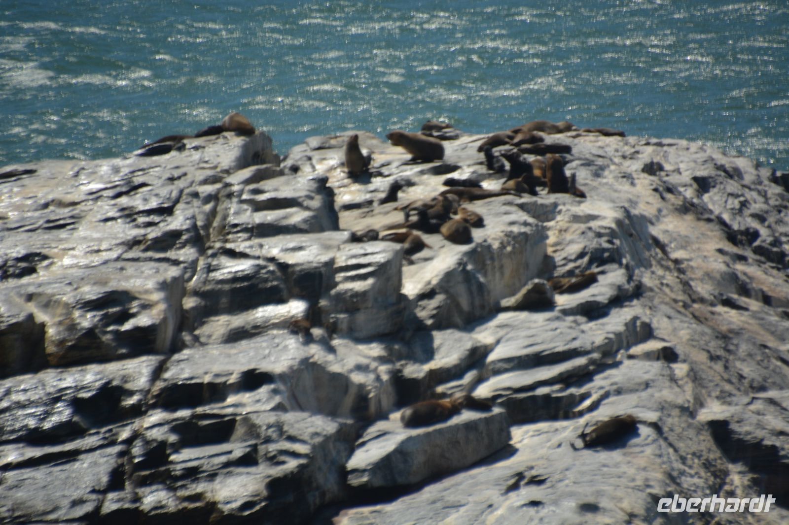 Ohrenrobbenkolonie am Kreuzkap (Cape Cross)