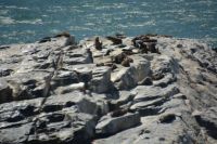 Ohrenrobbenkolonie am Kreuzkap (Cape Cross)