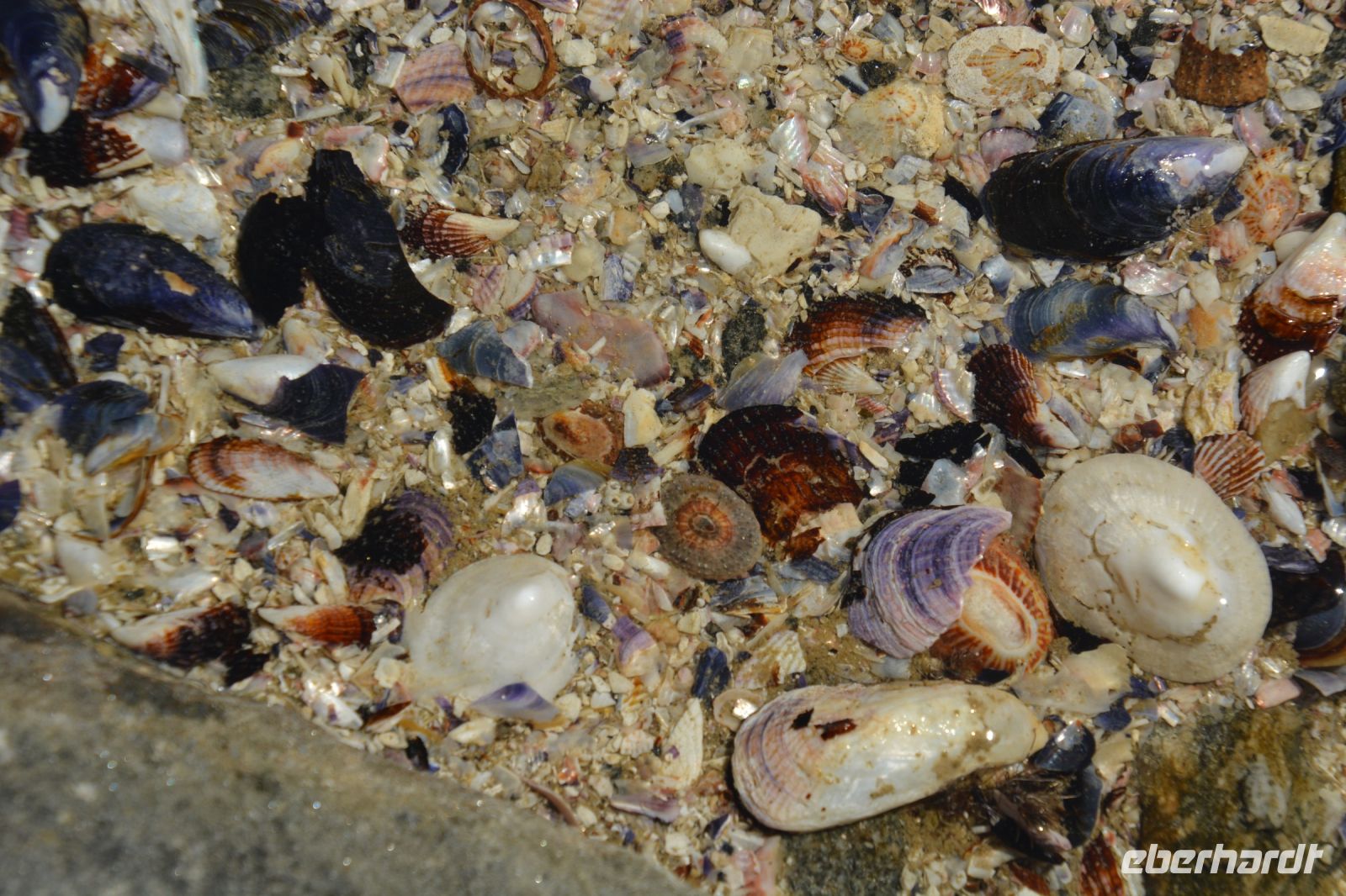 kleine Schönheiten im Sand