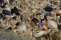 kleine Schönheiten im Sand